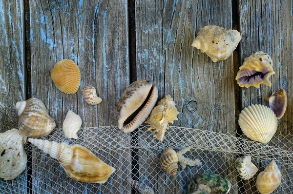 Fundo Náutico Verão Com Várias Conchas Malha Fundo Madeira Com — Fotografia de Stock