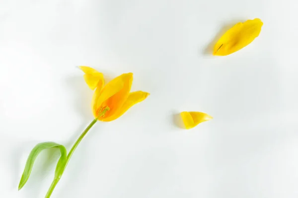 One Withering Tulip Flower White Background Copy Space Top View Royalty Free Stock Photos