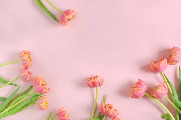 Pembe arka planda güzel yumuşak laleler. Metin için kopyalama alanı olan çiçek arkaplanı. Gün ışığı, seçici odak
