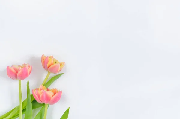 Kis Csokor Rózsaszín Tulipán Fehér Háttérrel Másolási Hellyel Kilátás Fentről Stock Kép
