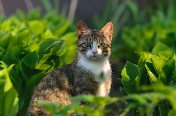 Jeune Chat Tabby Dans Feuillage Vert Après Pluie Regarde Dans — Photo