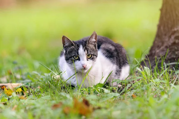 Cute Young Cat Blurred Natural Background Looking Camera Selective Focus — Foto de Stock