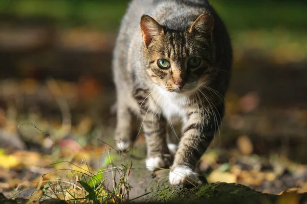 Tabby Cat Walks Forward Looks Camera Selective Focus Blurry Background — Foto de Stock