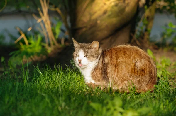 Calm Homeless Cat Sitting Sun Shadow Tree Its Tongue Hanging — Stock Photo, Image