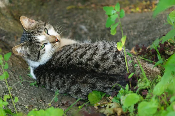 Gato Rayado Yace Hierba Debajo Árbol Mira Cámara Enfoque Selectivo — Foto de Stock