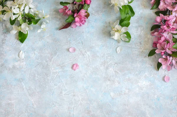 Fronteira Flores Brancas Cor Rosa Macieira Sobre Fundo Cinzento Azul — Fotografia de Stock