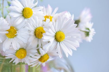 Mavi arka planda bir vazonun içinde güzel bir demet papatya. seçici odak