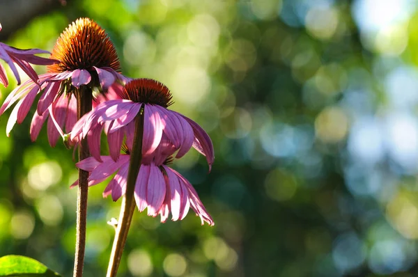 Growing Echinacea Flowers Natural Blurred Background Selective Focus Copy Space — Stock Fotó