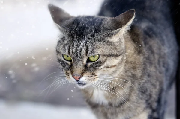 在冬季特写胖胖的猫 带有复制空间的动物肖像 — 图库照片