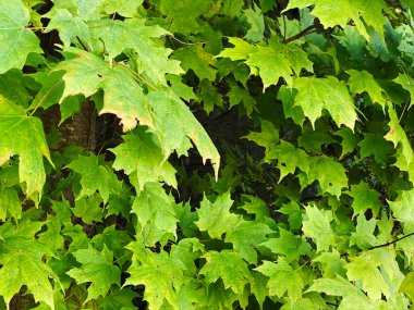 Yakından bakıldığında, parlak yeşil yağmur, ıslak yapraklar, orman ağaçlarını, doğa arka planını terk eder.