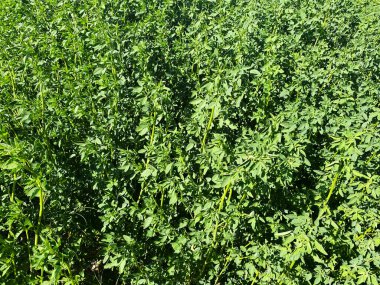 Yakından bir çit çalılar yeşil ağaç arka bahçe çitleri yeşil çalılar