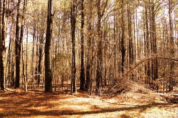 Outono Temporada Sépia Idade Vintage Fotografia Vazio Floresta Floresta Natureza — Fotografia de Stock