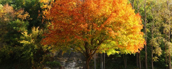 Красота Осенью Осенние Деревья Парк Задний Двор Леса Сезонный Фон — стоковое фото