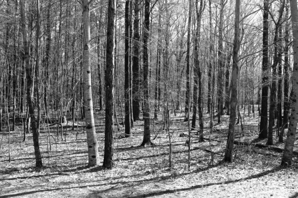 Ein Schwarzes Weißes Gespenstisches Leeres Winterwald Schatten Halloween Spukhafte Wälder — Stockfoto