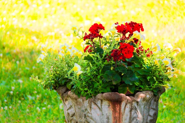 Eine Leuchtend Rot Grüne Topfpflanze Blume Garten Rasen Garten Sonnenschein — Stockfoto