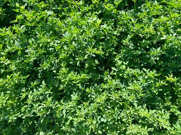 Eine Nahaufnahme Garten Hecke Sträucher Grünes Blatt Zweige Üppiges Grün — Stockfoto