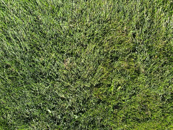 Eine Nahaufnahme Üppiger Hof Rasen Rasen Rasen Über Kopf Gemäht — Stockfoto
