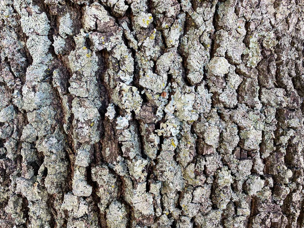 Closeup Tree Trunk Bark Nature Botany Study Naturist Trees Educational — Stock Photo, Image