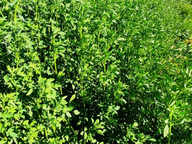 Bahçe çitleri yemyeşil. Yakından uzun yabani ot otları.