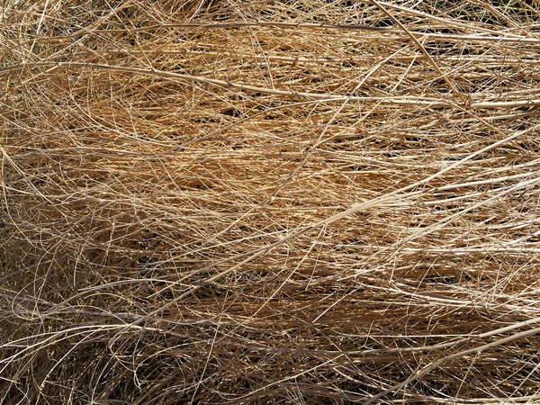 乾いたブラシ冬の草の枝雑草干し草の地面カバー — ストック写真