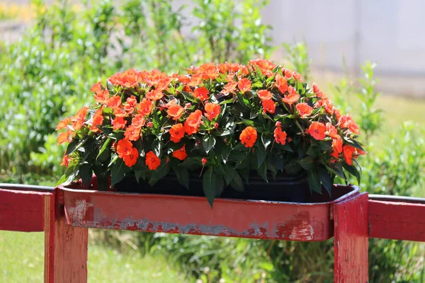 Ein Zaun Blumen Reihe Garten Blüht Grün Rot Holz Blühenden — Stockfoto
