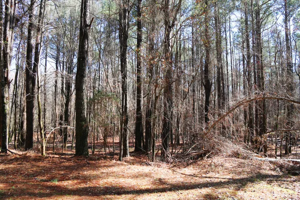 Skog Säsong Träd Höst Solljus Skuggor Solsken Skog Park Vägkanten — Stockfoto