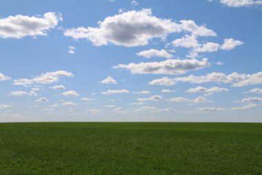 Otlak arazisi ufkunda otlayan çayırlık arazi çiftlik hayvanları otlatıyor.