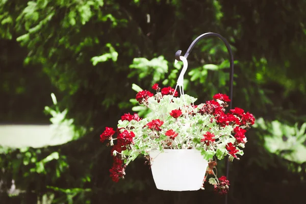 Ein Hängender Weißer Garten Blumentopf Rot Blühende Blumen Grün Natur — Stockfoto