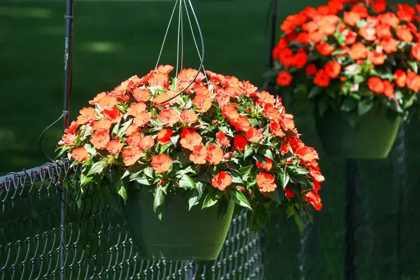 Eine Hängende Blumen Töpfe Grün Rot Blühenden Zaun Hinterhof Reihe — Stockfoto