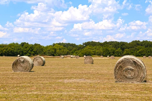 Ein Heustrohfutter Kaution Rettet Gras Weidefutter Bauernhof Ernte Landwirtschaft Landschaft — Stockfoto