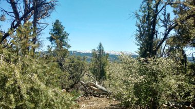 Karlı dağ sıraları kozalaklı çam ağaçlarıyla kaplı, doğa manzaralı bir orman ağacı.