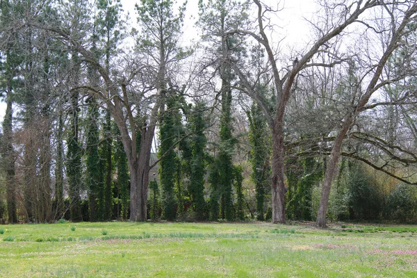 Een Mos Regenachtige Natte Grond Landelijk Erf Veld Weide Bomen — Stockfoto