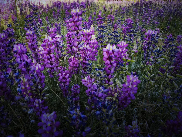 Une Vignette Violette Style Fleur Nature Fleurs Sauvages Lit Fleurs — Photo