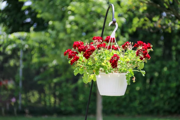 Eine Rot Blühende Blumen Hängende Blumen Blumentopf Garten Frühling Blüte — Stockfoto