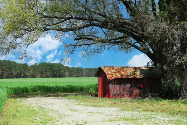 Une Grange Rouge Rurale Exploitation Agricole Récolte Culture Champ Printemps — Photo