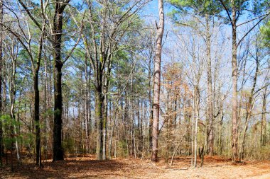 Sonbahar ağaçlarını temizleyen güneşli bir yol kenarı ormanı manzaralı park ormanı.