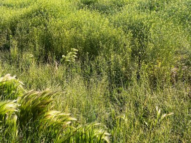 Uzun, yabani bir çimen gölü bataklık bahçesi ulusal park koruma alanı sulak arazi arka bahçesi