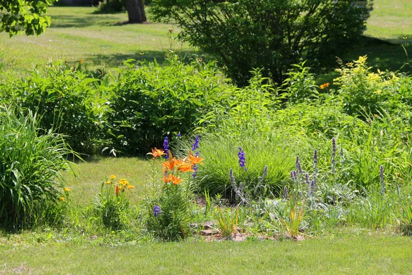 Ein Frühling Blühender Wildblumengarten Blumen — Stockfoto