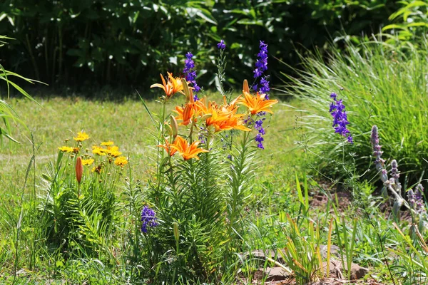 a summer garden flowers wildflower backyard blooms