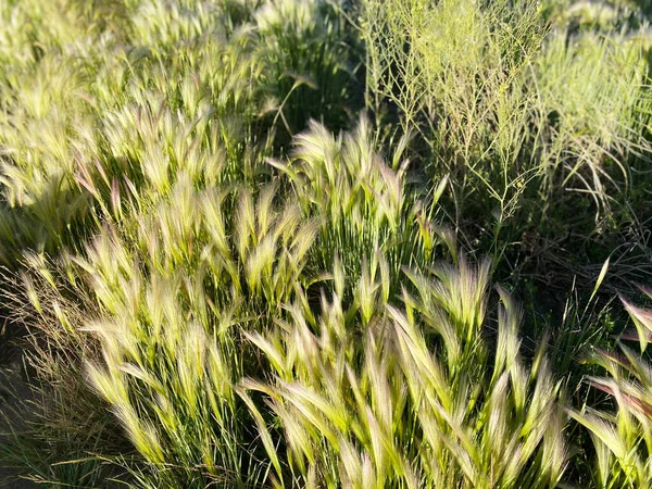 Tall Wild Beach Beachgrass Grass Grass Spring Sunny Summer Bulrush — Foto de Stock