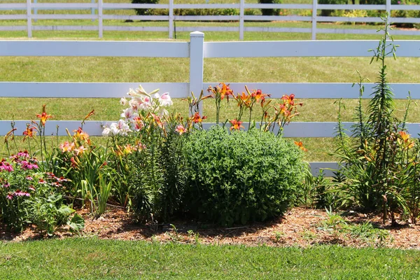 Ein Weißer Lattenzaun Bauernhof Garten Hinterhof Wildblume Blühende Frühlingsblumen Hof — Stockfoto