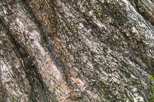 Ein Baumrindenbaum Nahaufnahme Alter Alter Urwald Natur Natürliches Makroholz Baumstamm — Stockfoto