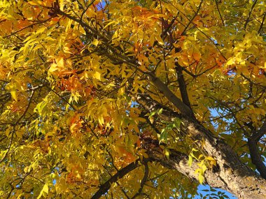 Akçaağaç yaprakları mevsimler sonbahar yaprakları renk değiştiren ağaçlar tatil için doğal zemin