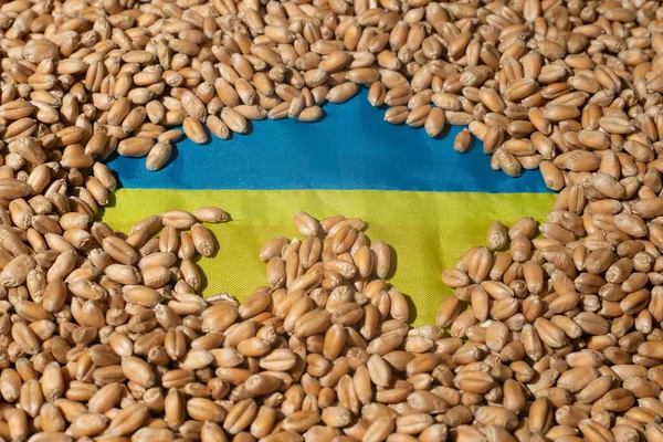 Свежий Урожай Пшеницы Украине Флаг Украины Свежесобранном Зерне — стоковое фото