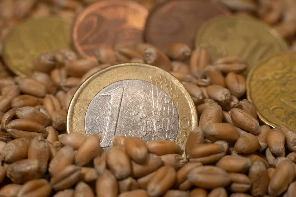 Europeiska Mynt Mot Bakgrund Stulen Säd Begreppet Svält Världen Royaltyfria Stockfoton