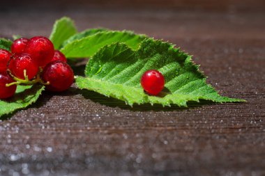 Ahşap arka planda yaprakları olan bir sürü olgun kırmızı kuş üzümü. Olgun bir yaz meyvesi mahsulü.