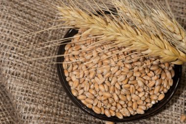 Taze hasat edilmiş tahılın arka planına karşı bir buğday sapı. Taze Hasat.