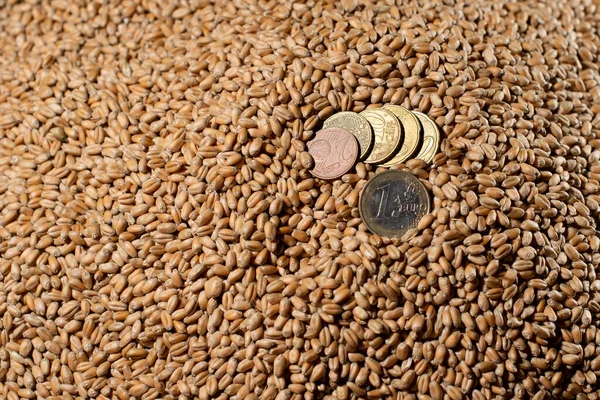 Monety Europejskie Tle Skradzionego Zboża Koncepcja Głodu Świecie — Zdjęcie stockowe