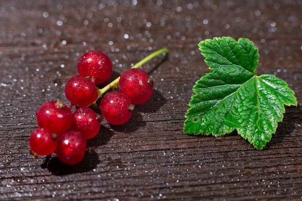 Ahşap arka planda yaprakları olan bir sürü olgun kırmızı kuş üzümü. Olgun bir yaz meyvesi mahsulü.