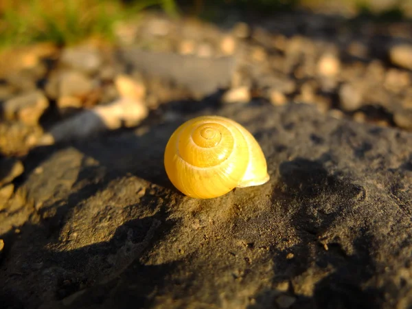 Yellow snail shell. — Stock Photo, Image